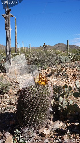 Image of Scenic inside the Arizona-Sonora Desert Museum 