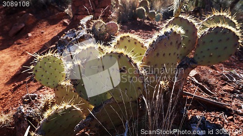 Image of Cactus in the canyon in Arizona