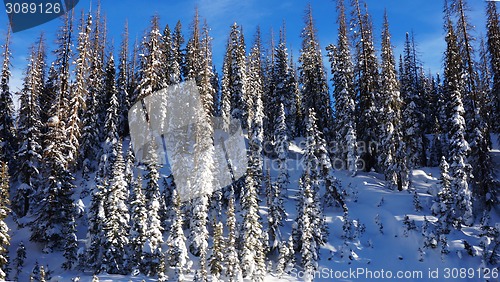 Image of The pikes forest in the winter