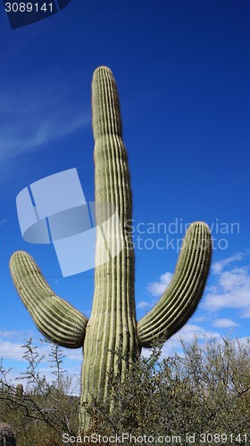 Image of Cactus in the canyon in Arizona