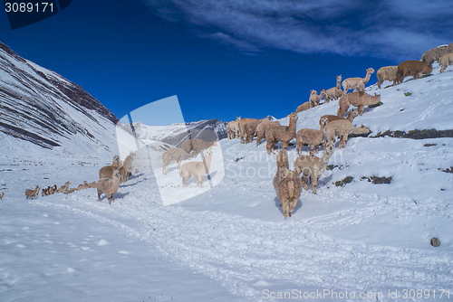 Image of Herd of Llamas in Andes