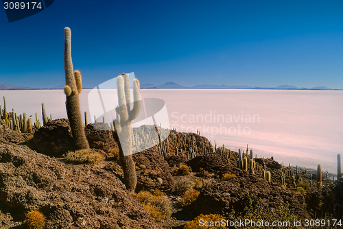 Image of Cactuses by slat planes