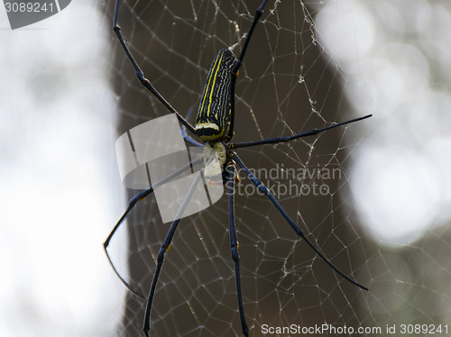 Image of Golden Silk Orb-Weaver.