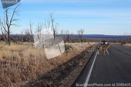 Image of Buck Deer walks across road 