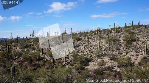 Image of Scenic inside the Arizona-Sonora Desert Museum 