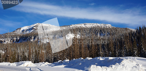 Image of View of pike forest in the winter