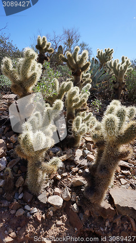 Image of Scenic inside the Arizona-Sonora Desert Museum 