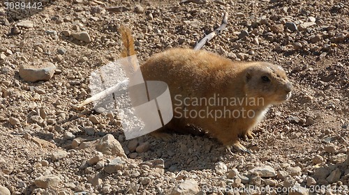 Image of Prairie dog