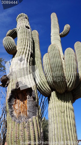 Image of Tall Saguaro Cactus with blue sky as background  