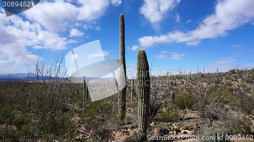 Image of Scenic inside the Arizona-Sonora Desert Museum 