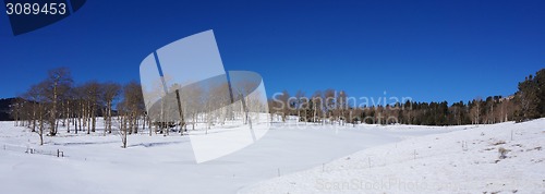 Image of Scenic view of America forest in the winter