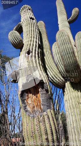 Image of Tall Saguaro Cactus with blue sky as background