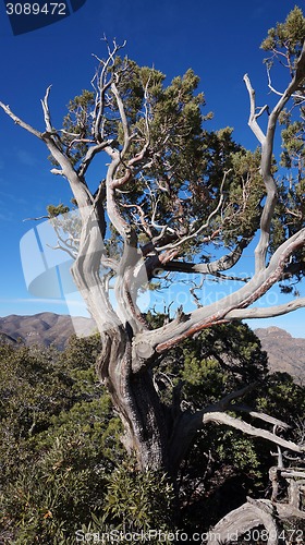Image of Old tree in the forest with blue sky