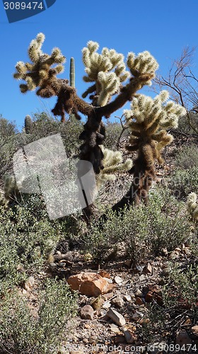 Image of Scenic inside the Arizona-Sonora Desert Museum 