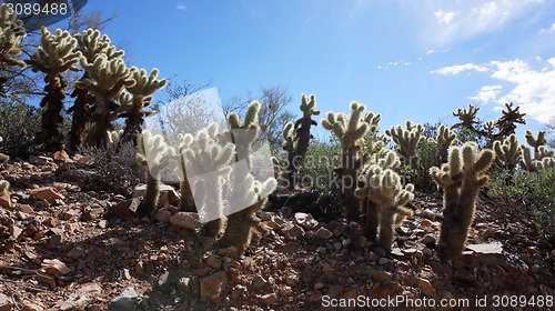 Image of Scenic inside the Arizona-Sonora Desert Museum 