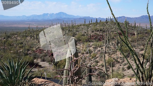 Image of Scenic inside the Arizona-Sonora Desert Museum 