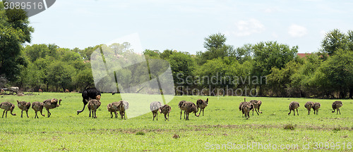 Image of Ostriches grazing