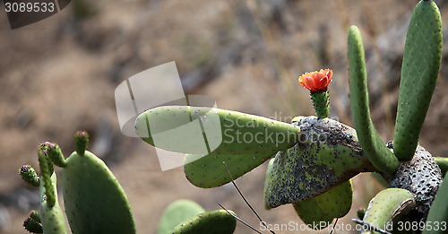 Image of cactus  blooming in the desert