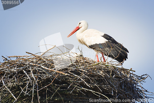 Image of stork in nest