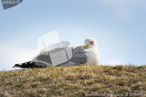 Image of Sitting seagull