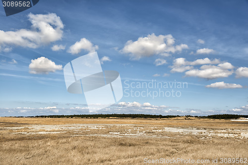 Image of Dune grass with blue sky