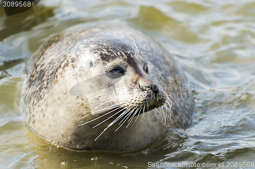 Image of floating gray seal