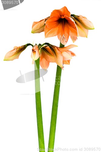 Image of Blooming orange Amaryllis