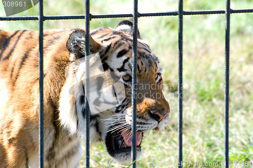 Image of Tiger