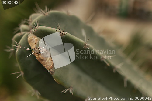 Image of Cactus_4307