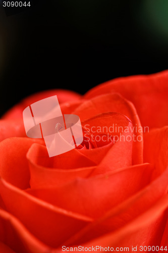 Image of Beautiful red rose closeup