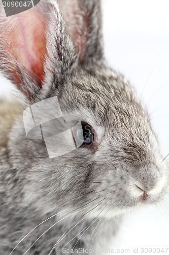 Image of Gray rabbit