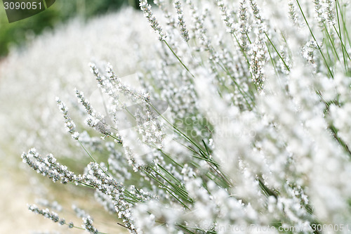 Image of White lavender flowers