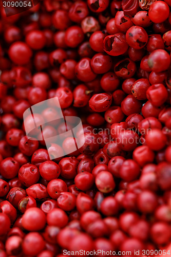 Image of Pink Pepper