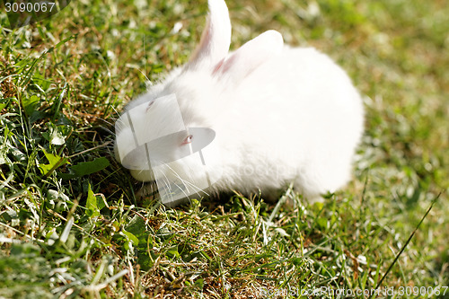 Image of White bunny