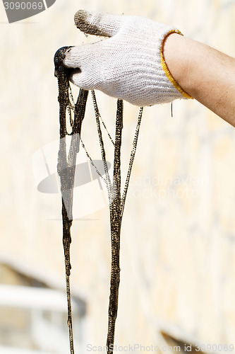 Image of Frog tadpole