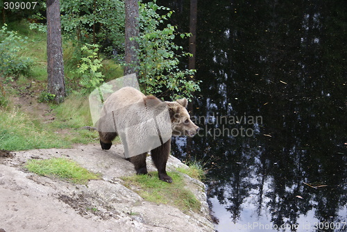 Image of bear