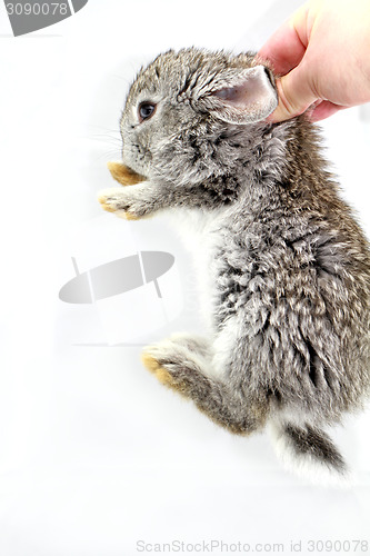 Image of Gray rabbit