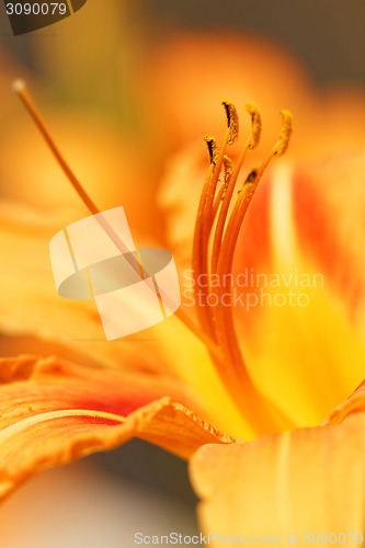 Image of Orange lily