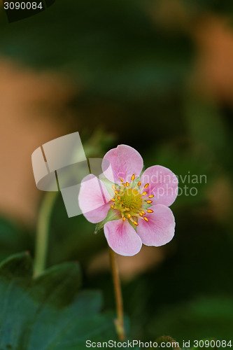 Image of Beautiful flower of strawberry in nature