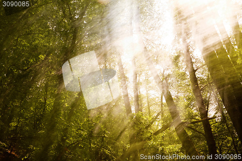 Image of Blurred trees background