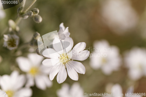 Image of White flower