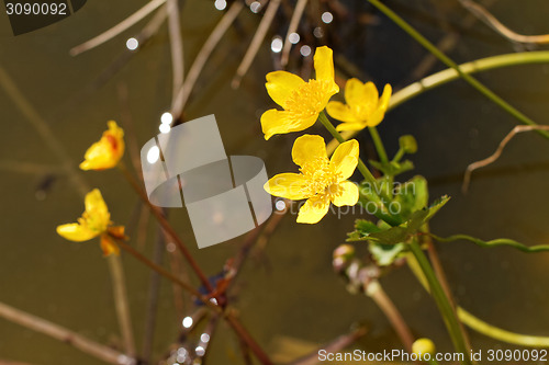 Image of Yellow flower