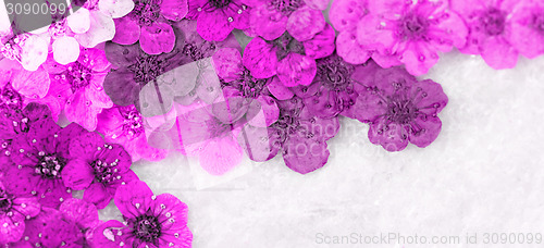 Image of Decorative montage compilation of colorful dried spring flowers