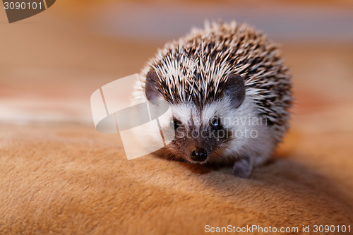 Image of African white- bellied hedgehog