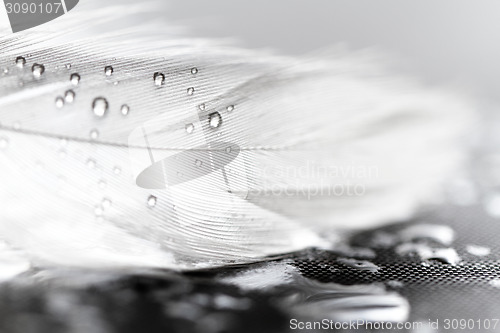 Image of White feather with water drops