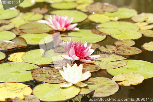 Image of Water lily