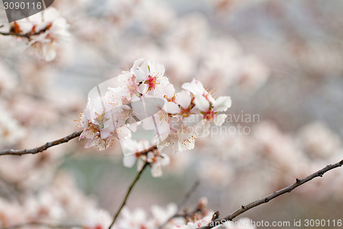 Image of Tree flowering