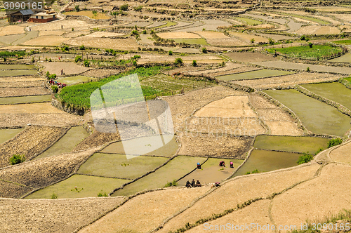 Image of Fields in Nepal
