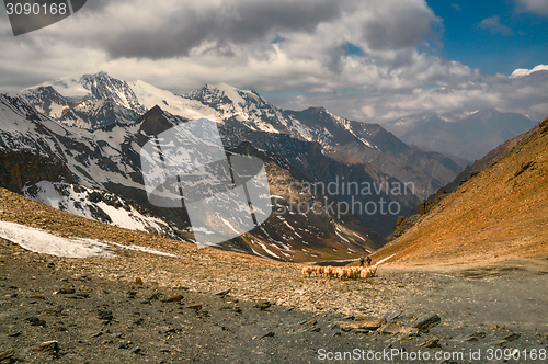 Image of Sheep in Himalayas