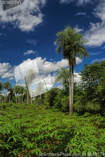 Image of Palm trees